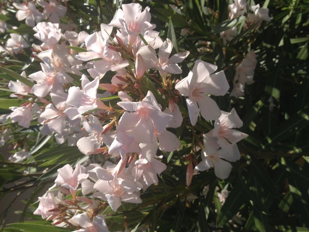 فندق Albonفي  Domaine Des Buis المظهر الخارجي الصورة