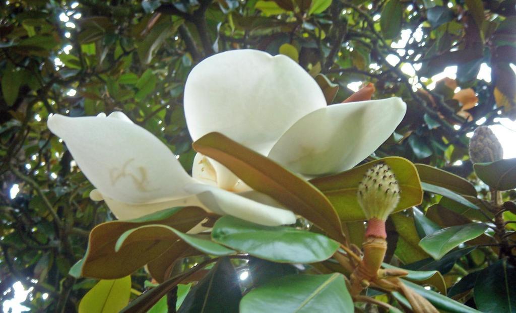 فندق Albonفي  Domaine Des Buis المظهر الخارجي الصورة